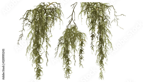 Vector Hanging Spanish Moss, air plant, tropical greenery, Tillandsia usneoides, botanical art, lichen-like strands, isolated illustration, natural decor, green foliage,