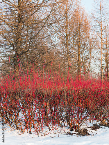 Bush of Common Dogwood, Cornus sanguinea in winter