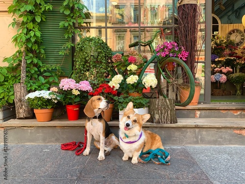 Photography Two dogs sitting in front of a flower shop with a bicycle