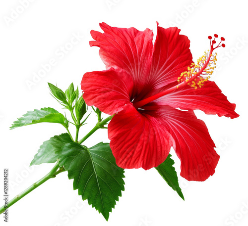 Red Hibiscus Flower with Green Leaves
