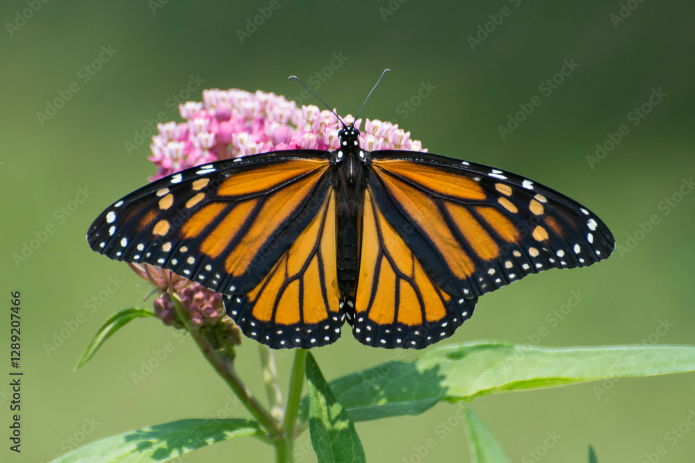 Butterfly 2021-6 /Monarch butterfly (Danaus plexippus) Butterfly 2021-6 /Monarch butterfly (Danaus plexippus)