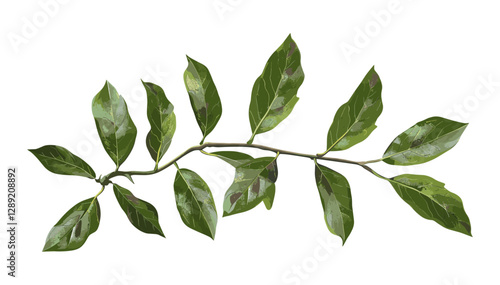 Isolated vector laurel twig crown, transparent PNG, laurel wreath branch, nature green crown, twig design on white background, botanical laurel crown, elegant leaf twig
