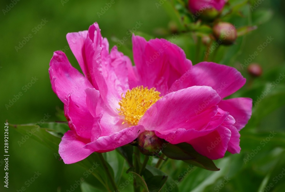 Beautiful pink flower with open petals bloom in the garden close macro details