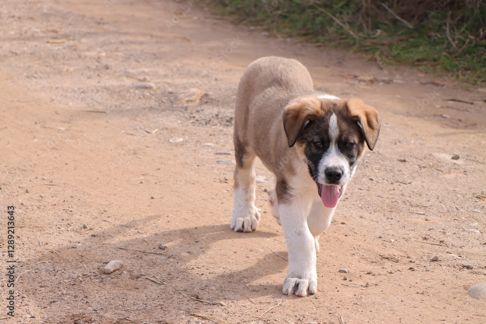 little puppy his first steps into the big world little puppy his first steps into the big world