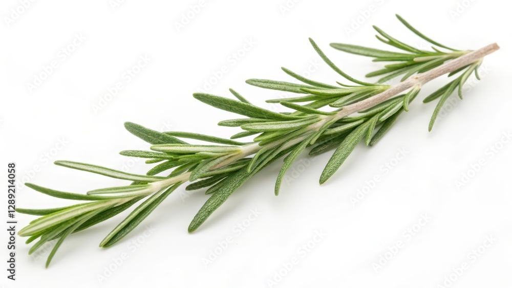 Fototapeta premium Rosemary Sprig on White Background