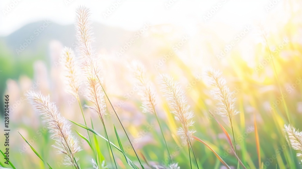 Soft Focus of Sunlit Grass with Blurred Background Effects Soft Focus of Sunlit Grass with Blurred Background Effects
