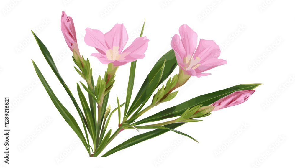 Naklejka premium Vector rosebay flowers, oleander pink bud, isolated on white, botanical illustration, Nerium flowers, blooming petals, nature artwork, floral clipart, natural pink blossoms