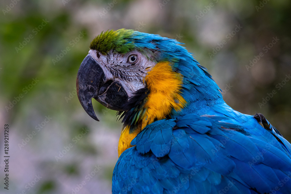 Naklejka premium blue and yellow macaw