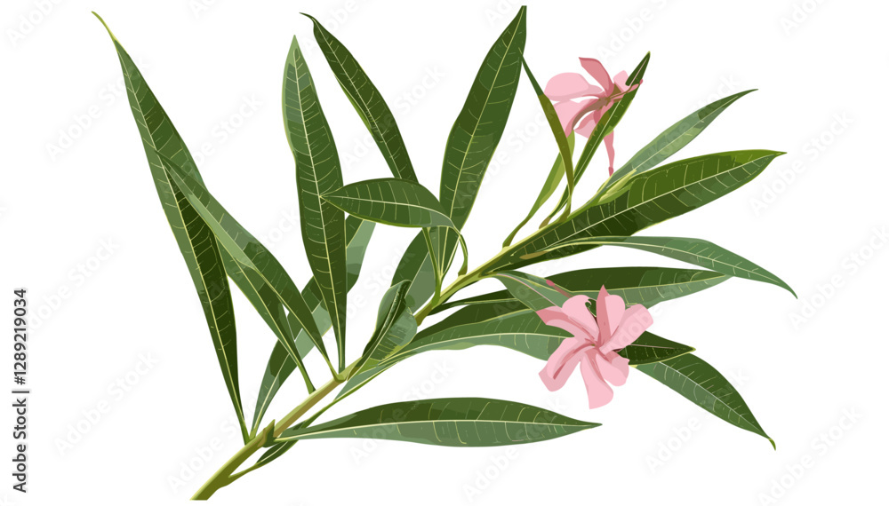 Fototapeta premium Vector Nerium Oleander spring, isolated on white, clipping path, pink flowers, floral artwork, botanical, spring design, nature illustration, garden blooms,