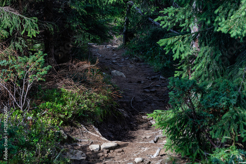 Tablou pe pânză rocky trail among trees in a thicket of alpine pine