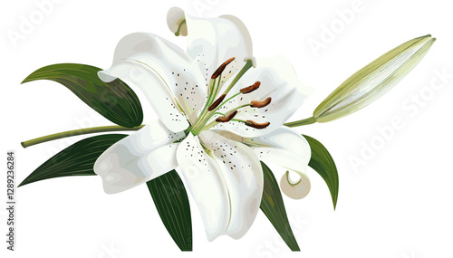 White Lily, vector flower illustration, realistic floral design, lily drawing, botanical artwork, flower vector, lily floral art, nature-inspired illustration, botanical flowers