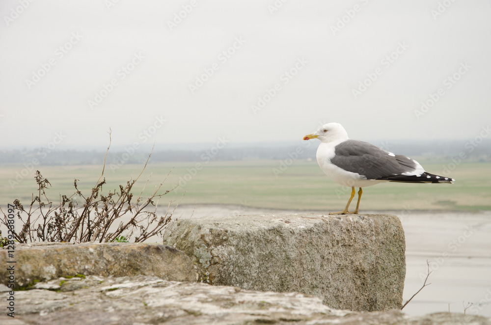 Lesser black-backed gull Larus fuscus graellsii. Mont-Saint-Michel. Normandy. France.