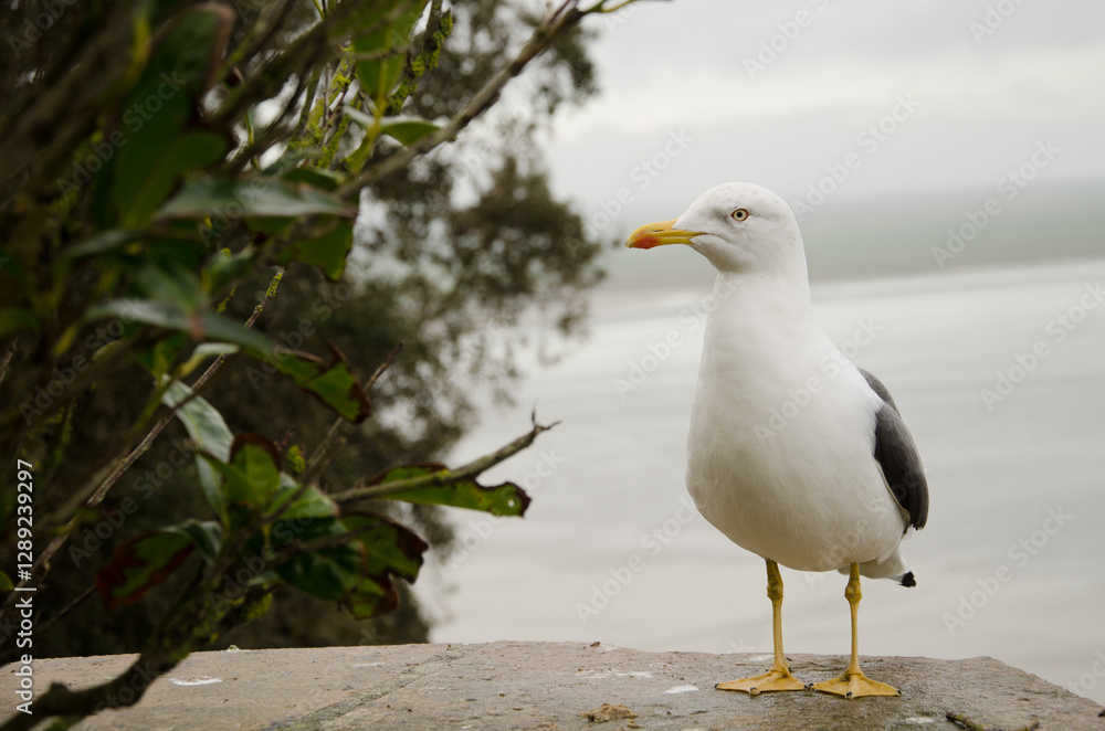 Lesser black-backed gull Larus fuscus graellsii. Mont-Saint-Michel. Normandy. France. Lesser black-backed gull Larus fuscus graellsii. Mont-Saint-Michel. Normandy. France.