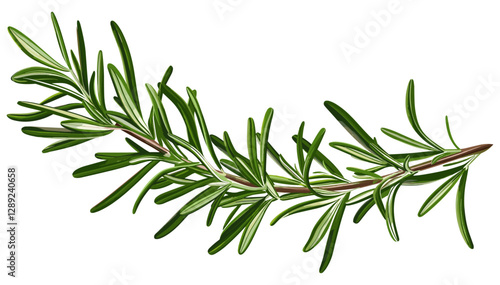 Vector rosemary branch, aromatic herb, botanical clipart, spice leaves, herbal illustration, culinary ingredient, green sprig, fresh rosemary, isolated herb, natural leaves