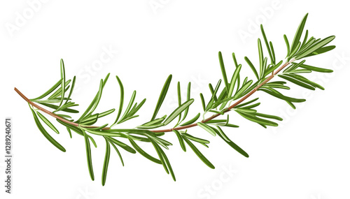 Rosemary branch vector, herbal plant, aromatic herb, botanical illustration, spice leaves, culinary herb, nature art, green rosemary sprig, isolated rosemary, fresh herb drawing