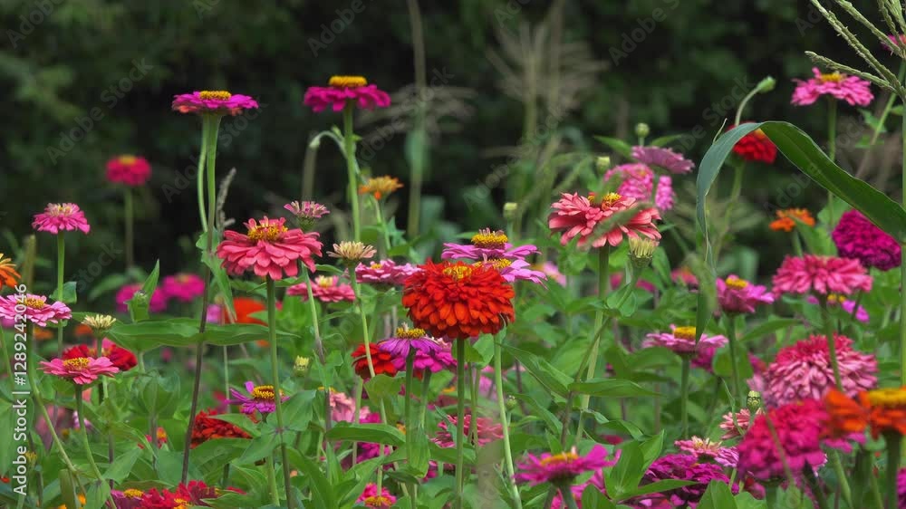 Bright red decorative flowers on a dark background.