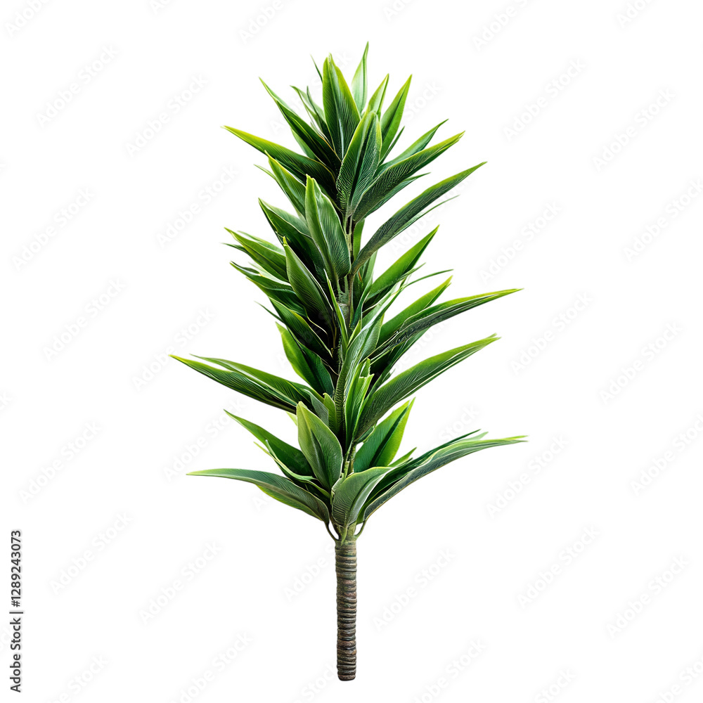 A Tall Potted Yucca Plant with Sharp Spiky Green Leaves Isolated on Transparent Background A Tall Potted Yucca Plant with Sharp Spiky Green Leaves Isolated on Transparent Background