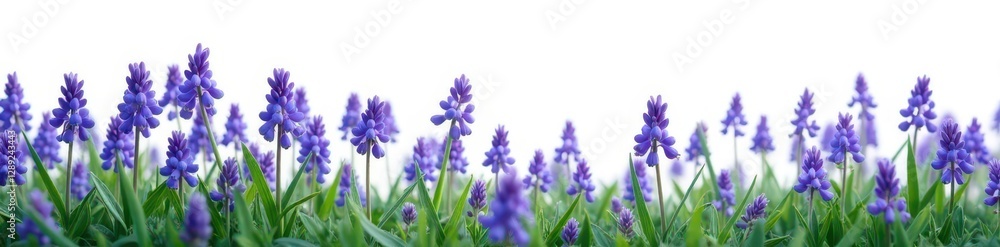 Obraz premium A field of bluebells swaying gently in the wind on a white surface, purple, isolated