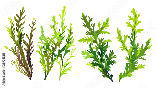 Vector set of Codium Sea Weed on transparent background, marine algae, underwater plants, ocean botanical design, seaweed illustration, coastal flora, marine ecosystem