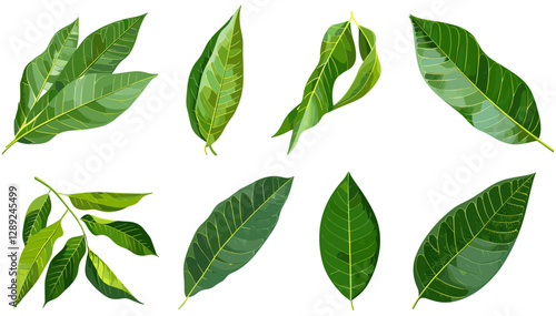 Fresh mango leaves vector set on transparent background, tropical green leaf collection, botanical clipart, isolated foliage elements, nature illustration, jungle plant