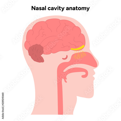 Nasal cavity anatomy. Nose nasal anatomy. Inflammation Nasal Cavity. Medical diagram infographic