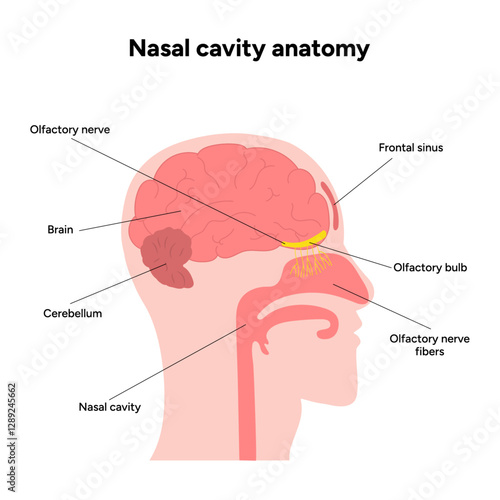 Nasal cavity anatomy. Nose nasal anatomy. Inflammation Nasal Cavity. Medical diagram infographic
