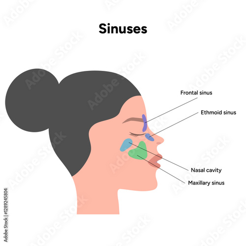 Sinuses anatomy. Nose nasal anatomy. Inflammation Nasal Cavity