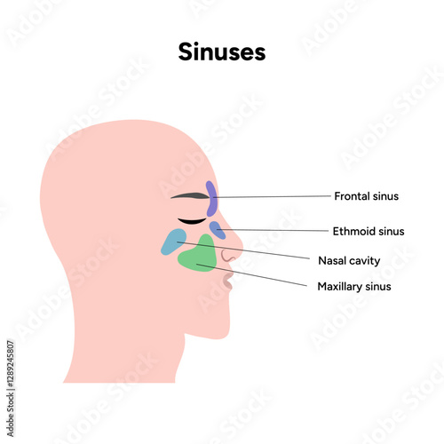 Sinuses anatomy. Nose nasal anatomy. Inflammation Nasal Cavity