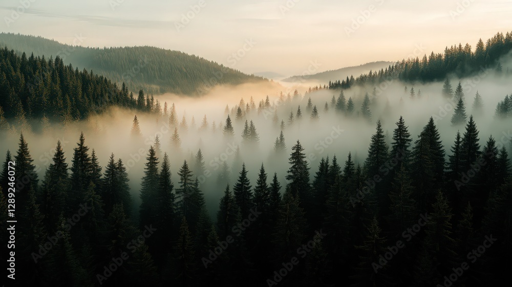 Fototapeta premium Misty mountain forest at sunrise, showcasing a valley shrouded in fog. Dark green pine trees rise from the mist, bathed in warm, golden light
