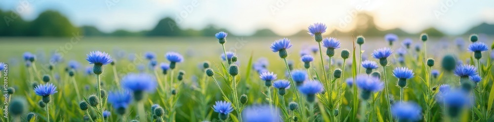 a field of blue prickle flowers swaying in the wind, breeze, flora, landscape a field of blue prickle flowers swaying in the wind, breeze, flora, landscape
