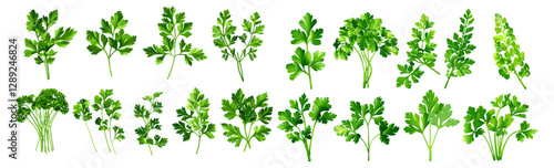 Parsley leaves vector set, curly and flat leaf varieties, fresh green herbs, popular garnish and spice, natural seasoning, aromatic herb, cooking ingredient, organic food