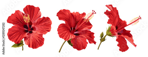 Set of vector tropical hibiscus flowers, red hibiscus isolated on transparent background, exotic botanical design, floral elements, tropical bloom, summer flower clipart
