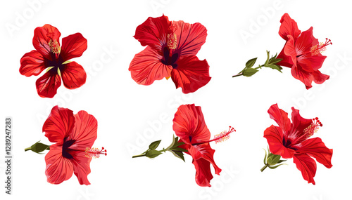 Vector tropical hibiscus flowers set, red hibiscus isolated on transparent background, exotic floral clipart, botanical blossom, tropical plant illustration, summer bloom