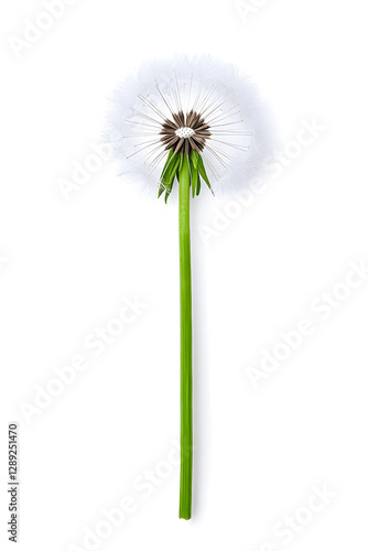Wallpaper Mural Dandelion isolated on white background Torontodigital.ca