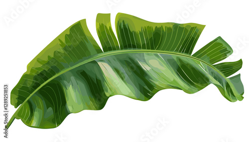 Green banana tree leaf vector, tropical foliage, isolated on transparent background, botanical nature, rainforest plant, eco-friendly design, exotic greenery, jungle leaves