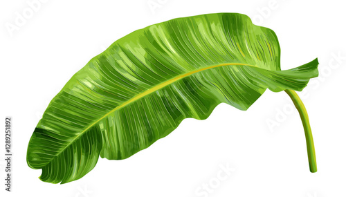 Tropical banana tree leaf vector, isolated on transparent background, lush green foliage, rainforest plant, botanical element, natural greenery, eco decor, exotic jungle leaves