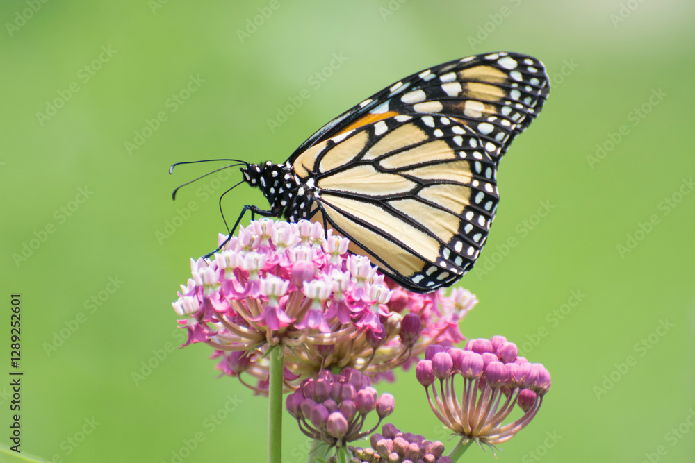 Butterfly 2021-20 /Monarch butterfly (Danaus plexippus) Butterfly 2021-20 /Monarch butterfly (Danaus plexippus)