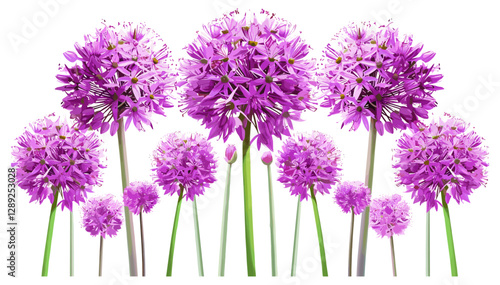 Cluster of Vibrant Purple Allium, Purple Allium Flowers, Blooming Allium, Garden Flowers, Vibrant Blooms, Allium Blossoms, Spring Flowers, Nature Bloom, Purple Flower Cluster