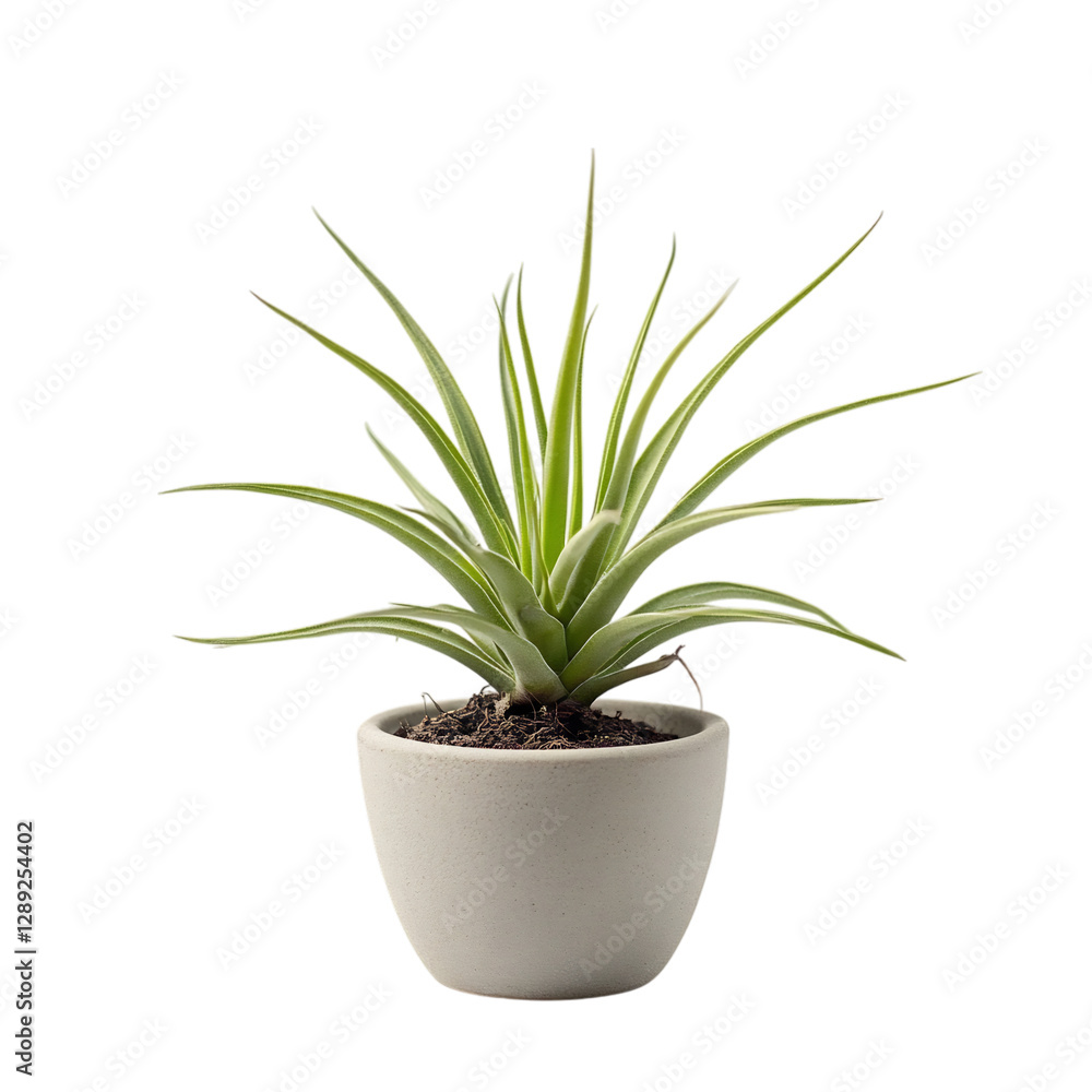 A Small Potted Air Plant with Spiky Green Leaves Isolated on Transparent Background A Small Potted Air Plant with Spiky Green Leaves Isolated on Transparent Background