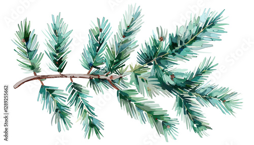 Vector watercolor evergreen fir tree branch isolated, white background, transparent PNG, winter nature, green pine, botanical art, Christmas tree, nature illustration, forest plant