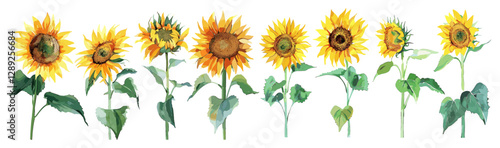 Sunflowers at Different Stages, Watercolor Painting, Sunflower Art, Floral Illustration, Botanical Watercolor, Flower Stages, Watercolor Flower Art, Sunflower Illustration