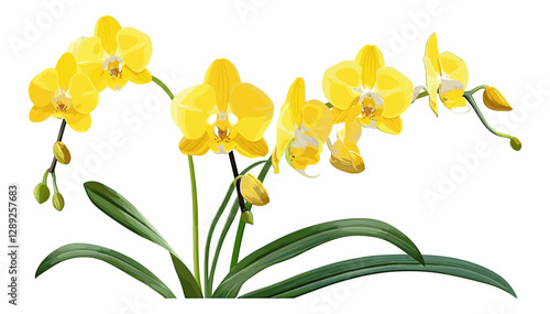 Orchids with Yellow Flowers, Green Stems, botanical flowers, tropical blossoms, floral bouquet, nature illustration, vibrant yellow petals, exotic plants, blooming flowers