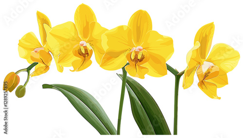 Yellow Orchid Flowers, Green Stems, tropical flowers, vibrant orchids, floral design, nature art, blooming orchids, exotic flowers, tropical plants, botanical illustration