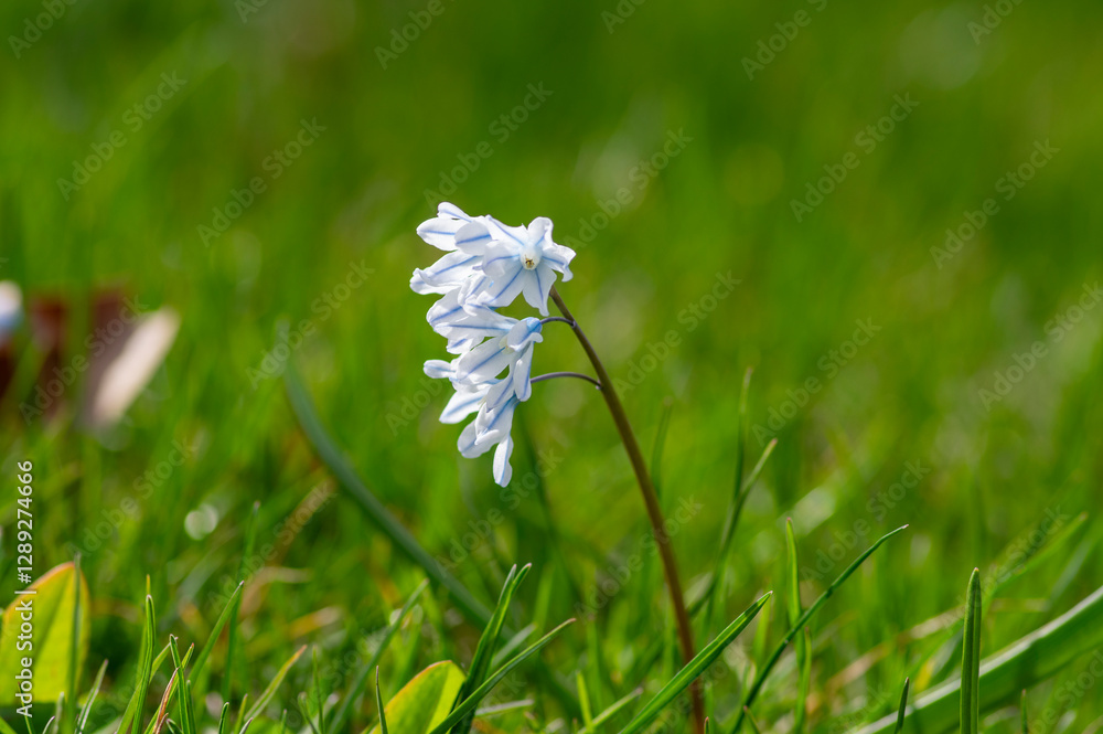 Puschkinia scilloides early spring bulbous flowers in bloom, small white and blue flowering plant, called striped lebanon squill