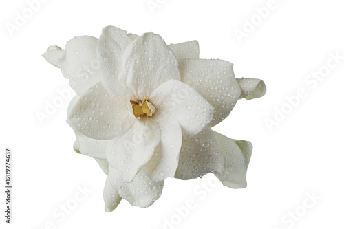 beautiful white flower gardenia on  White background