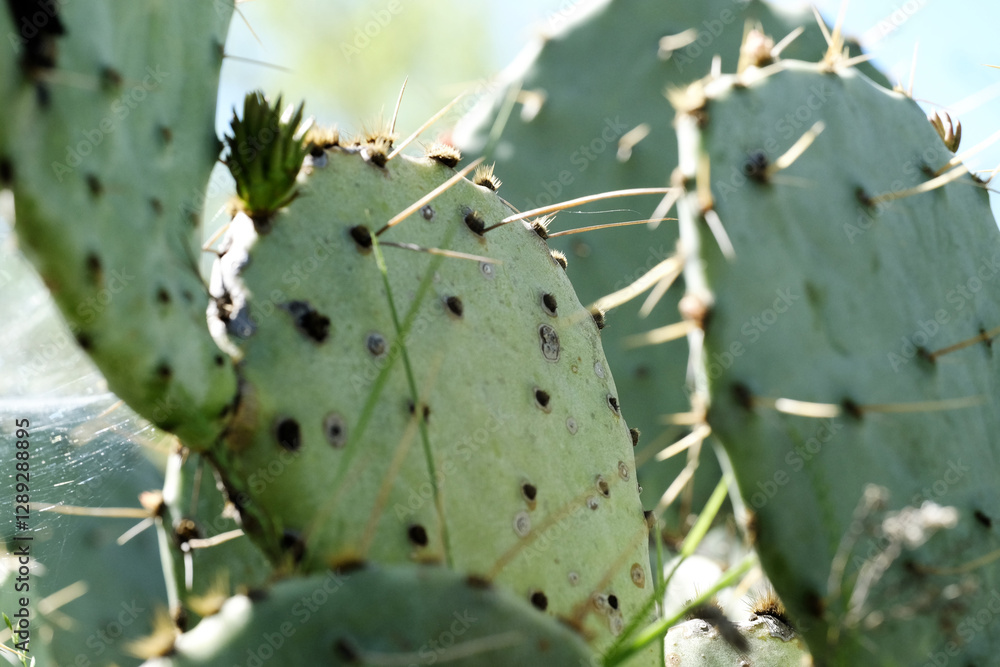 Prickly pear cactus plant closeup in Texas. Prickly pear cactus plant closeup in Texas.