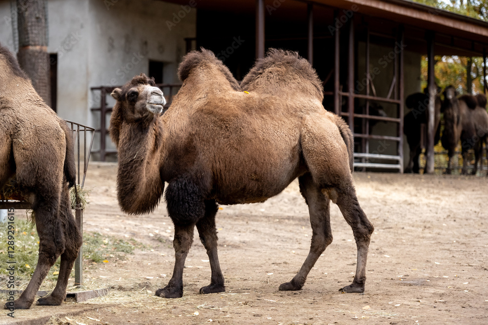 Naklejka premium Bactrian Camels On Farm Exhibit Unique Beauty With Their Two Humps