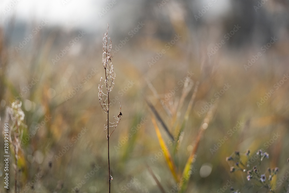 Grass With Dew In Fog Macro Captures Nature'S Serene Beauty In Minute Detail Grass With Dew In Fog Macro Captures Nature'S Serene Beauty In Minute Detail