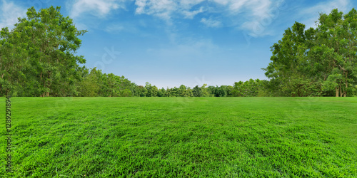 Fototapeta Naklejka Na Ścianę i Meble -  Green grassland field and blurred trees background on blue sky clouds, Panorama outdoor landscape garden, Treeline natural empty space view.