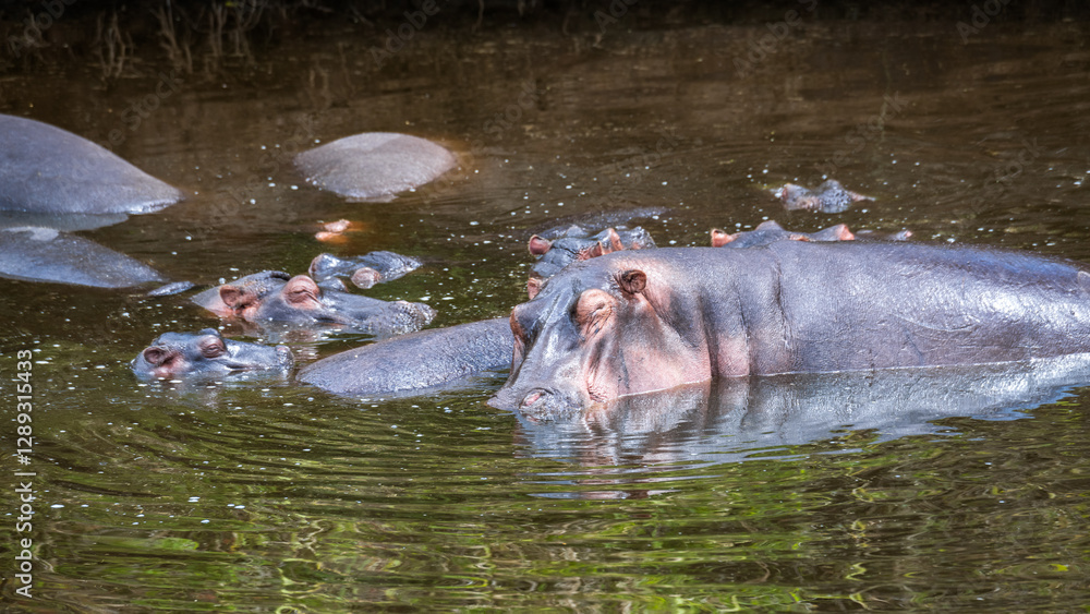 Fototapeta premium kommen Flusspferde